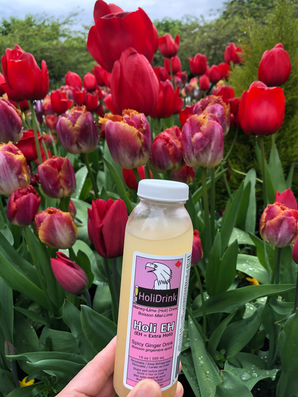 4 Pack Mix Flavor (4 flavors of HoliDrink)